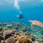 alor-island-diving.jpeg