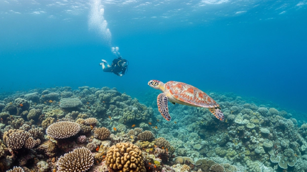 Alor Island: Remote Diving Haven